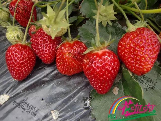 水果皇后——草莓！颜值至上，美味保健，小编家花园已经种满了，你还在犹豫什么？