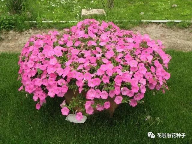 矮牵牛的育苗技术要点 矮牵牛的育苗技术要点