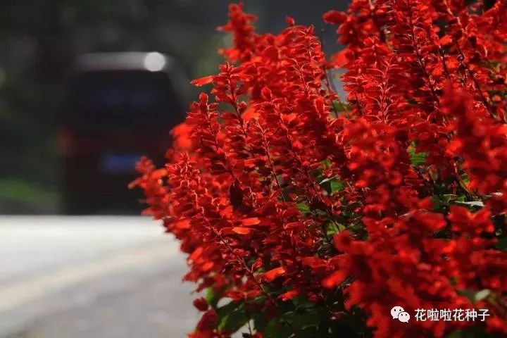 草本花卉的美化！