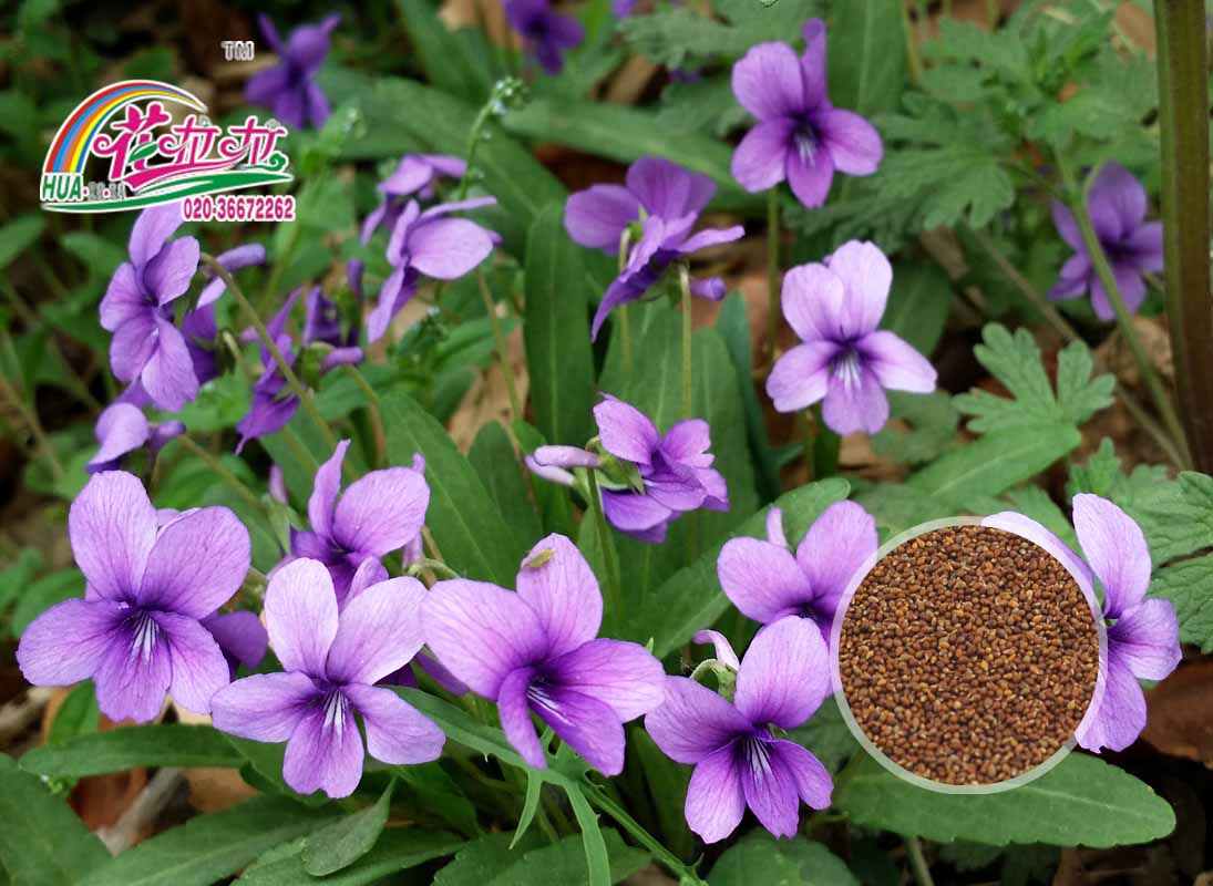 紫花地丁 多年生花卉种子 宿根花卉种子 花啦啦花卉种业第一品牌