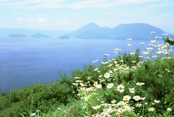 沿海花卉组合