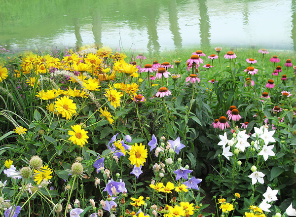 河岸花卉野花组合