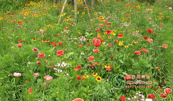 多年生野花组合