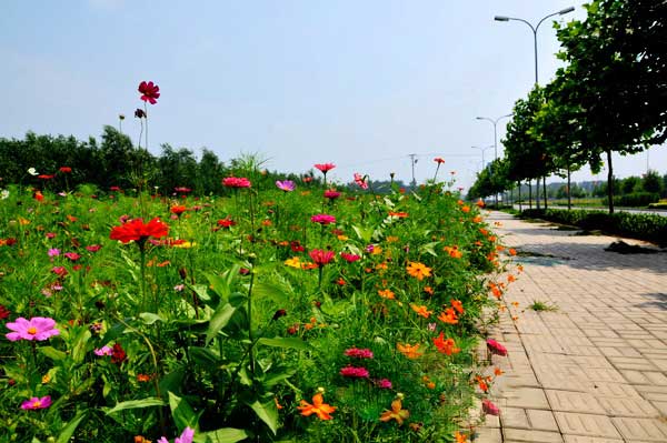 道路景观野花组合