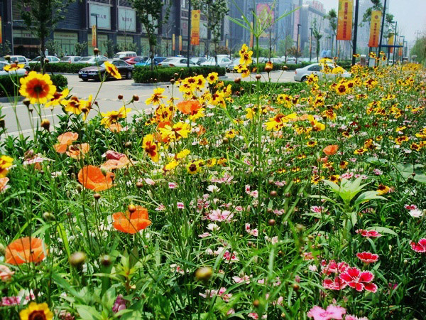 道路景观野花组合