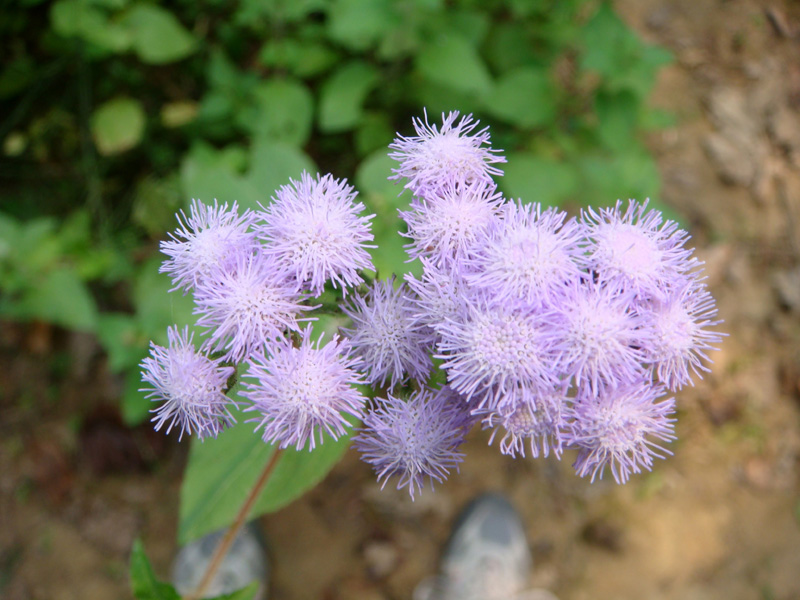 藿香蓟花卉种子